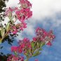 35 Seeds DARK PINK CREPE CRAPE MYRTLE Lagerstroemia Indica Bush Tree Flower (Seeds)