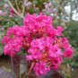 35 Seeds DARK PINK CREPE CRAPE MYRTLE Lagerstroemia Indica Bush Tree Flower (Seeds)