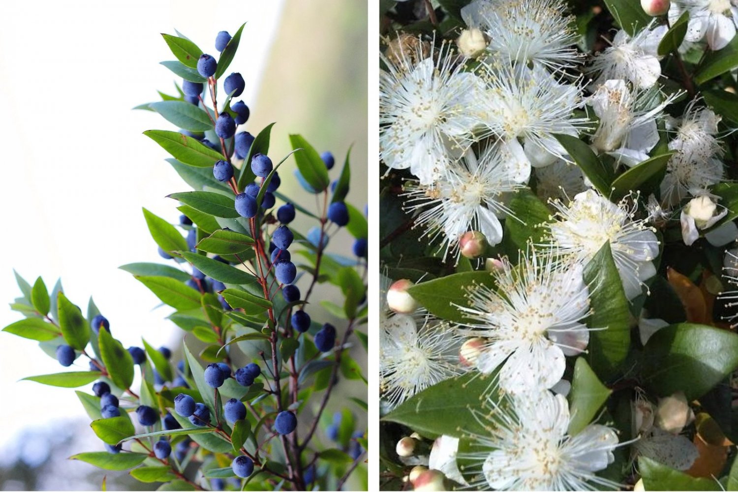 20 Seeds TRUE MYRTLE Myrtus Communis White Flower Edible Blue Berry Fruit Shrub (Seeds)