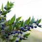 20 Seeds TRUE MYRTLE Myrtus Communis White Flower Edible Blue Berry Fruit Shrub (Seeds)