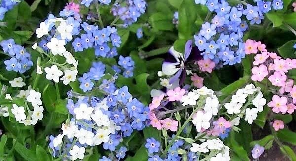 100 Seeds Mixed FORGET ME NOT Pink Blue White Mix Myosotis Alpestris Flower (Seeds)