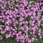 100 Seeds Mixed FORGET ME NOT Pink Blue White Mix Myosotis Alpestris Flower (Seeds)