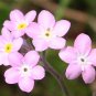 100 Seeds Mixed FORGET ME NOT Pink Blue White Mix Myosotis Alpestris Flower (Seeds)