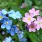 100 Seeds Mixed FORGET ME NOT Pink Blue White Mix Myosotis Alpestris Flower (Seeds)