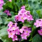 100 Seeds Mixed FORGET ME NOT Pink Blue White Mix Myosotis Alpestris Flower (Seeds)