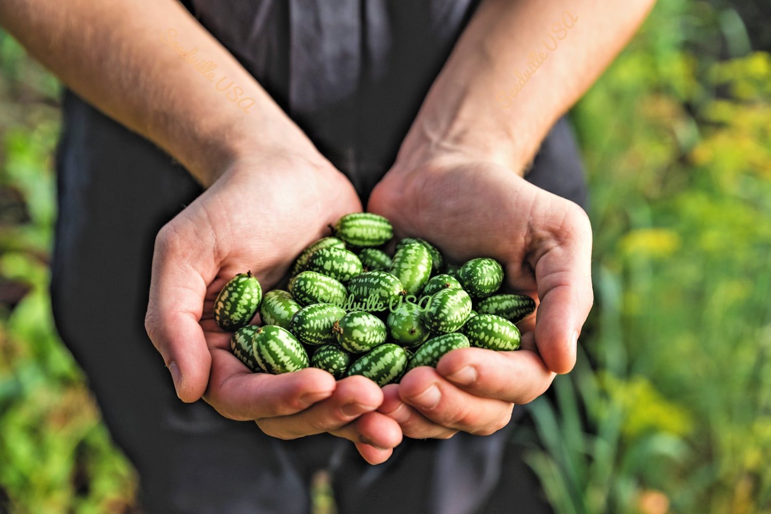 10 Seeds CUCAMELON Melothria Scabra Mouse Melon Mexican Mini Watermelon Fruit (Seeds)