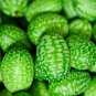 10 Seeds CUCAMELON Melothria Scabra Mouse Melon Mexican Mini Watermelon Fruit (Seeds)