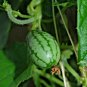 10 Seeds CUCAMELON Melothria Scabra Mouse Melon Mexican Mini Watermelon Fruit (Seeds)