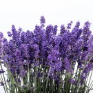 300 Seeds ITALIAN LAVENDER Lavandula Angustifolia Blue Purple Flower Herb (Seeds) 300 Seeds ITALIAN LAVENDER Lavandula Angustifolia Blue Purple Flower Herb (Seeds)