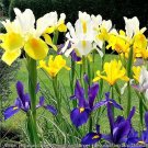 20 Seeds MIXED SIBERIAN IRIS Sibirica Iris Bicolor Blue Red White Purple Flower (Seeds) 20 Seeds MIXED SIBERIAN IRIS Sibirica Iris Bicolor Blue Red White Purple Flower (Seeds)