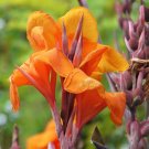 5 Seeds ORANGE CANNA LILY Indian Shot Arrowroot Canna Indica Flower (Seeds)