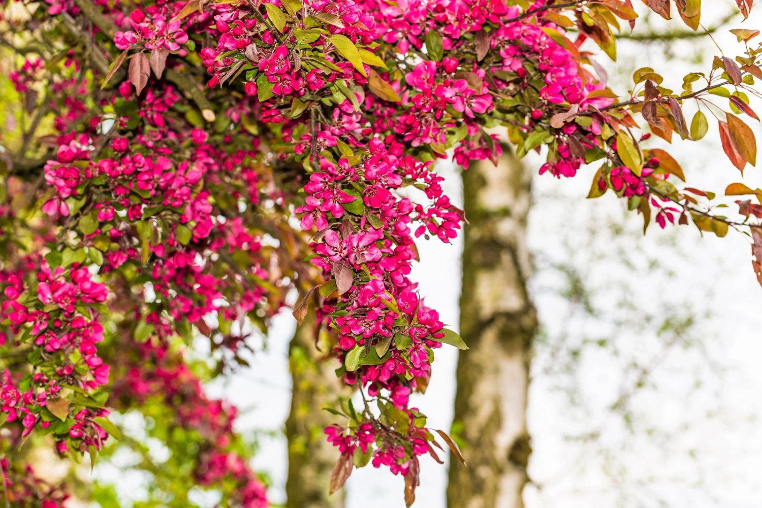 25 Seeds RED FLOWERING CURRANT Ribes Sanguineum Blue Black Berry Fruit Shrub (Seeds)