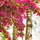 25 Seeds RED FLOWERING CURRANT Ribes Sanguineum Blue Black Berry Fruit Shrub (Seeds)