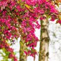 25 Seeds RED FLOWERING CURRANT Ribes Sanguineum Blue Black Berry Fruit Shrub (Seeds)