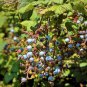 25 Seeds RED FLOWERING CURRANT Ribes Sanguineum Blue Black Berry Fruit Shrub (Seeds)