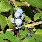 25 Seeds RED FLOWERING CURRANT Ribes Sanguineum Blue Black Berry Fruit Shrub (Seeds)
