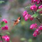 25 Seeds RED FLOWERING CURRANT Ribes Sanguineum Blue Black Berry Fruit Shrub (Seeds)