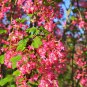 25 Seeds RED FLOWERING CURRANT Ribes Sanguineum Blue Black Berry Fruit Shrub (Seeds)