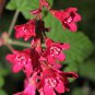 25 Seeds RED FLOWERING CURRANT Ribes Sanguineum Blue Black Berry Fruit Shrub (Seeds)