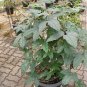 2 Seeds GAC FRUIT Gac Melon Vine Momordica Cochinchinensis (Seeds)