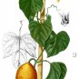 2 Seeds GAC FRUIT Gac Melon Vine Momordica Cochinchinensis (Seeds)