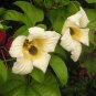 2 Seeds GAC FRUIT Gac Melon Vine Momordica Cochinchinensis (Seeds)