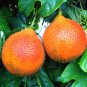 2 Seeds GAC FRUIT Gac Melon Vine Momordica Cochinchinensis (Seeds)
