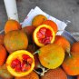 2 Seeds GAC FRUIT Gac Melon Vine Momordica Cochinchinensis (Seeds)