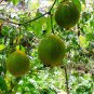 2 Seeds GAC FRUIT Gac Melon Vine Momordica Cochinchinensis (Seeds)