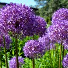 20 Seeds STAR OF PERSIA ALLIUM Christophii Silvery Amethyst Purple Flower (Seeds) 20 Seeds STAR OF PERSIA ALLIUM Christophii Silvery Amethyst Purple Flower (Seeds)