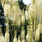 50 Seeds BLACK COHOSH Bugbane Actaea Racemosa Cimicifuga White Shade Flower Herb (Seeds)