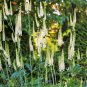 50 Seeds BLACK COHOSH Bugbane Actaea Racemosa Cimicifuga White Shade Flower Herb (Seeds)