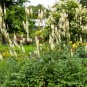 50 Seeds BLACK COHOSH Bugbane Actaea Racemosa Cimicifuga White Shade Flower Herb (Seeds)