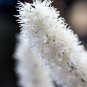 50 Seeds BLACK COHOSH Bugbane Actaea Racemosa Cimicifuga White Shade Flower Herb (Seeds)