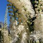 50 Seeds BLACK COHOSH Bugbane Actaea Racemosa Cimicifuga White Shade Flower Herb (Seeds)