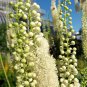 50 Seeds BLACK COHOSH Bugbane Actaea Racemosa Cimicifuga White Shade Flower Herb (Seeds)