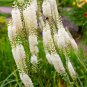 50 Seeds BLACK COHOSH Bugbane Actaea Racemosa Cimicifuga White Shade Flower Herb (Seeds)