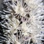50 Seeds BLACK COHOSH Bugbane Actaea Racemosa Cimicifuga White Shade Flower Herb (Seeds)