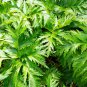 50 Seeds BLACK COHOSH Bugbane Actaea Racemosa Cimicifuga White Shade Flower Herb (Seeds)
