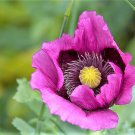 1000 Seeds HUNGARIAN BREADSEED POPPY Papaver Purple Blue Flower (Seeds)