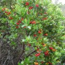 25 Seeds STRAWBERRY TREE Edible Red Berry Tree Arbutus Unedo Seeds Irish Killarney (Seeds) 25 Seeds STRAWBERRY TREE Edible Red Berry Tree Arbutus Unedo Seeds Irish Killarney (Seeds)