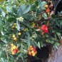 25 Seeds STRAWBERRY TREE Edible Red Berry Tree Arbutus Unedo Seeds Irish Killarney (Seeds)