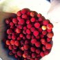25 Seeds STRAWBERRY TREE Edible Red Berry Tree Arbutus Unedo Seeds Irish Killarney (Seeds)