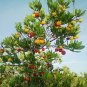 25 Seeds STRAWBERRY TREE Edible Red Berry Tree Arbutus Unedo Seeds Irish Killarney (Seeds)