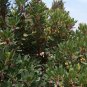 25 Seeds STRAWBERRY TREE Edible Red Berry Tree Arbutus Unedo Seeds Irish Killarney (Seeds)