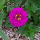 250 Seeds VIOLET QUEEN ZINNIA Elegans Purple Double Dahlia Heirloom Flower (Seeds)