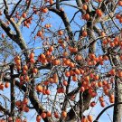 5 Seeds JAPANESE PERSIMMON Tree Asian Diospyros Kaki Orange Red Fruit Flower (Seeds)