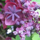 15 Seeds CHOCOLATE VINE Edible Fruit Akebia Trifoliata Flower Ornamental Climber (Seeds)