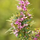 100 Seeds SLENDER BUSH CLOVER Lespedeza Virginica Shrub Pink Purple Flower (Seeds) 100 Seeds SLENDER BUSH CLOVER Lespedeza Virginica Shrub Pink Purple Flower (Seeds)