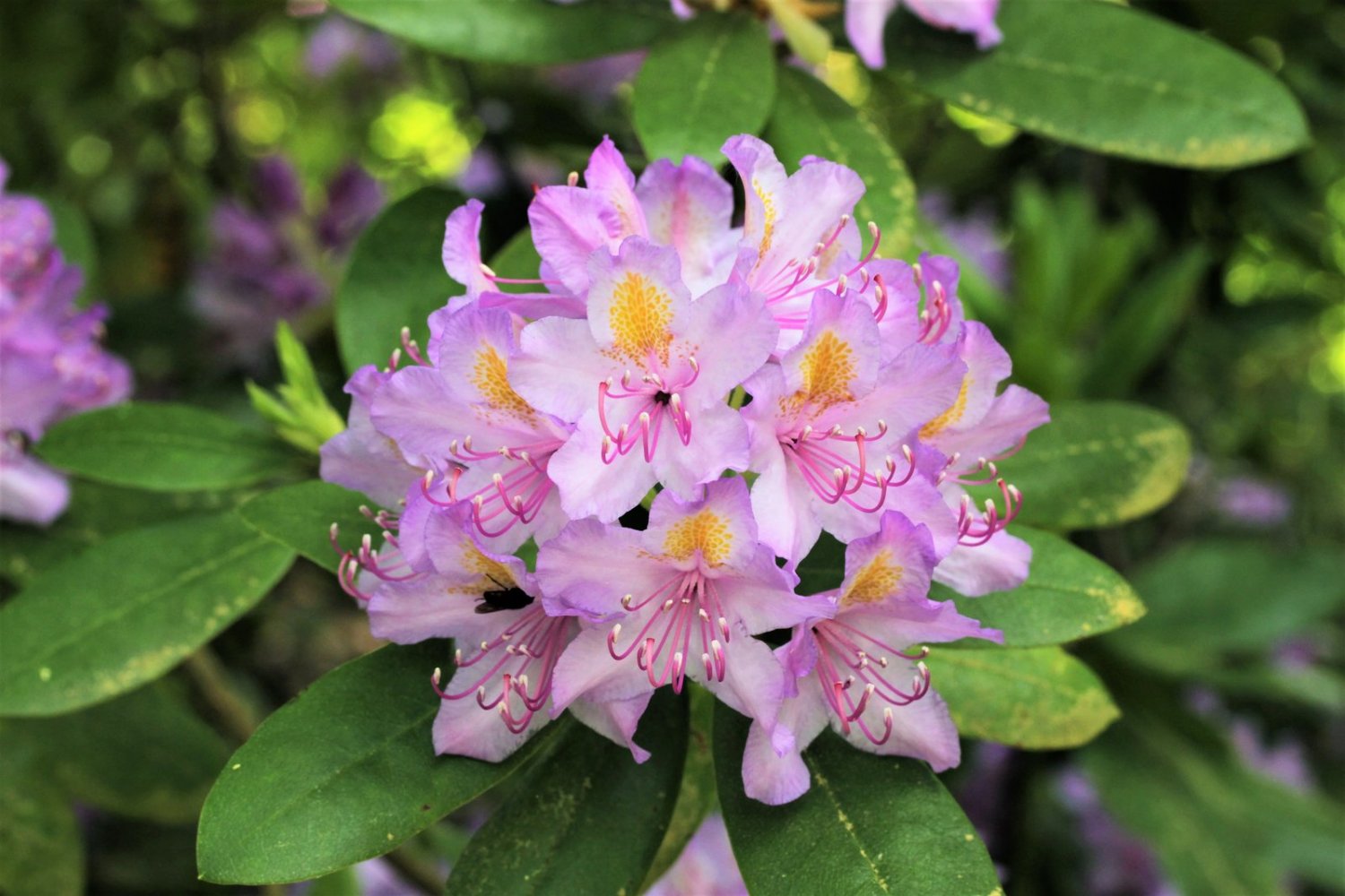 40 Seeds CAROLINA RHODODENDRON Carolinianum Dwarf Azalea Pink Purple